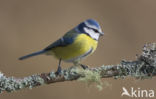 Blue Tit (Parus caeruleus)