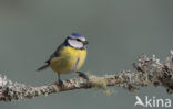 Blue Tit (Parus caeruleus)