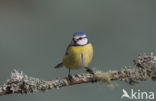 Blue Tit (Parus caeruleus)