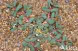 Purple Spurge (Euphorbia peplis)