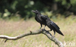 Raaf (Corvus corax) 