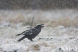 Raaf (Corvus corax) 