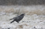 Raaf (Corvus corax) 