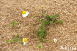 Reukloze kamille (Tripleurospermum maritimum)