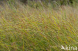 Cyperus longus