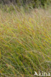Cyperus longus