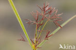 Cyperus longus