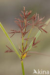 Cyperus longus