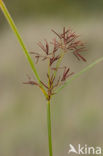 Cyperus longus