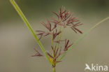 Cyperus longus