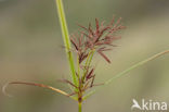 Cyperus longus
