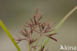 Cyperus longus