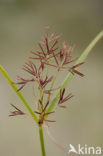 Cyperus longus