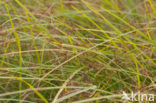 Cyperus longus