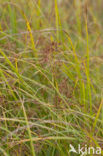 Cyperus longus