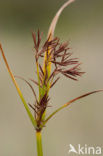 Cyperus longus
