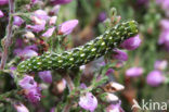 Roodbont heide-uiltje (Anarta myrtilli)