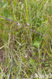 Ruige anjer (Dianthus armeria) 