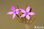 Ruige anjer (Dianthus armeria) 