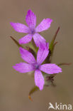 Ruige anjer (Dianthus armeria) 