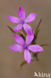 Deptford Pink (Dianthus armeria)