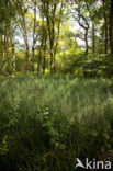 Schaafstro (Equisetum hyemale)