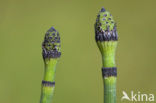 Schaafstro (Equisetum hyemale)