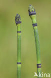 Schaafstro (Equisetum hyemale)