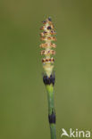 Schaafstro (Equisetum hyemale)