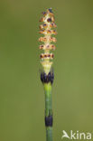 Schaafstro (Equisetum hyemale)