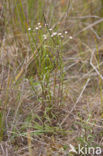Blue Fleabane (Erigeron acer)