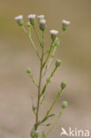 Blue Fleabane (Erigeron acer)