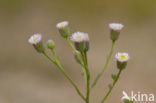 Blue Fleabane (Erigeron acer)
