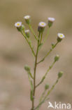 Scherpe fijnstraal (Erigeron acer)