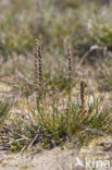 Schorrezoutgras (Triglochin maritima)
