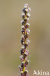 Schorrezoutgras (Triglochin maritima)