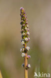 Schorrezoutgras (Triglochin maritima)