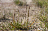 Schorrezoutgras (Triglochin maritima)