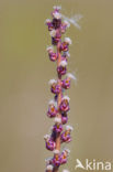 Schorrezoutgras (Triglochin maritima)