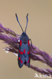 Six-spot Burnet (Zygaena filipendulae)