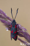 Six-spot Burnet (Zygaena filipendulae)