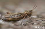 Lesser Field Grasshopper (Chorthippus mollis)