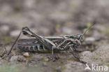 Lesser Field Grasshopper (Chorthippus mollis)