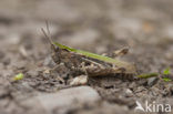 Lesser Field Grasshopper (Chorthippus mollis)