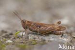 Lesser Field Grasshopper (Chorthippus mollis)