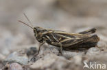 Lesser Field Grasshopper (Chorthippus mollis)