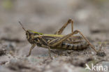 Lesser Field Grasshopper (Chorthippus mollis)