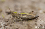 Lesser Field Grasshopper (Chorthippus mollis)