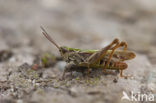 Lesser Field Grasshopper (Chorthippus mollis)