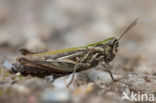 Lesser Field Grasshopper (Chorthippus mollis)